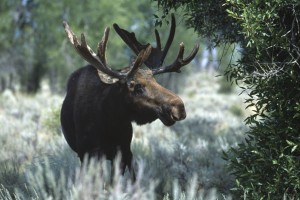 photo of moose in a woodland