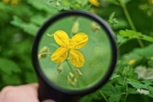 looking at a flower through magnifying glass to symbolize a B2B case study