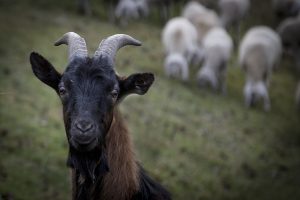 Photo of a goat among the sheep