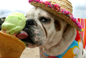 photo of bulldog licking an ice cream cone