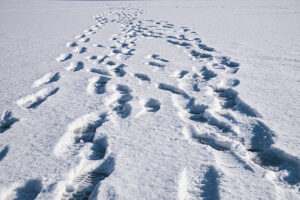 footprints in the snow leading into the distance