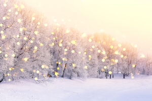 winter scene with light through fir trees