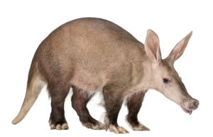 an aardvark: don't let this fellow game your lists